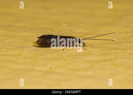 Katdischfliegeninsekt des Ordens Trichoptera Stockfoto