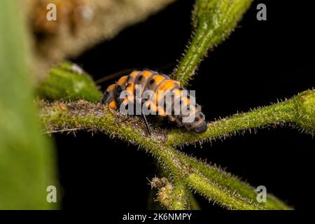 Makellose Lady Beetle Larven der Art Cycloneda sanguinea Stockfoto