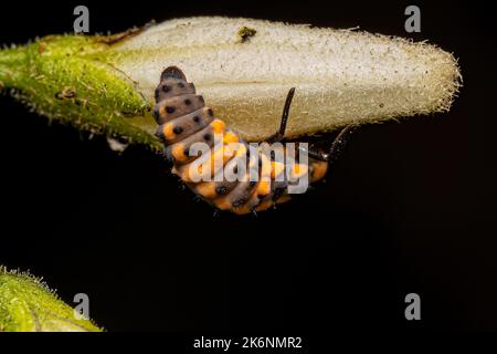 Makellose Lady Beetle Larven der Art Cycloneda sanguinea Stockfoto