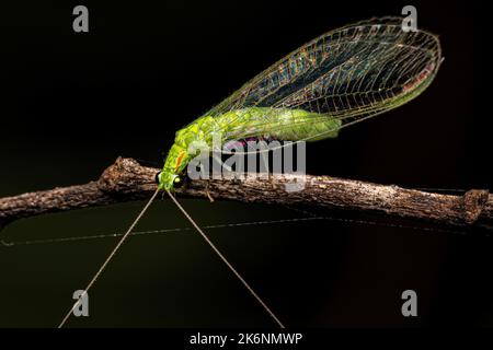 Erwachsener typischer grüner Laceau der Gattung Ceraeochrysa Stockfoto