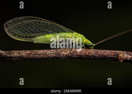 Erwachsener typischer grüner Laceau der Gattung Ceraeochrysa Stockfoto