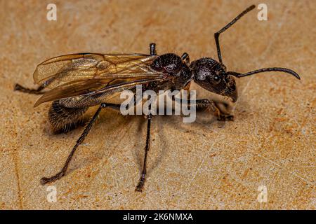 Erwachsene Kugelanse Königin der Art Paraponera clavata Stockfoto