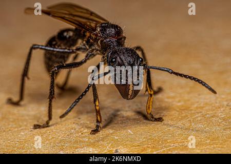 Erwachsene Kugelanse Königin der Art Paraponera clavata Stockfoto