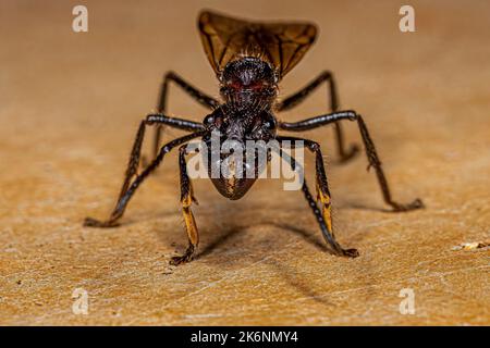 Erwachsene Kugelanse Königin der Art Paraponera clavata Stockfoto