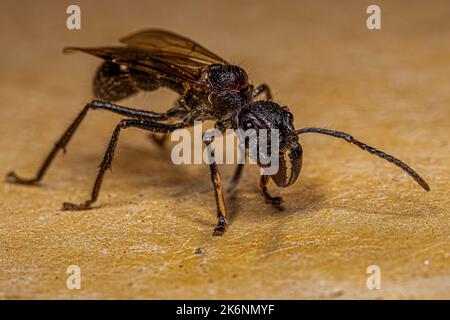 Erwachsene Kugelanse Königin der Art Paraponera clavata Stockfoto