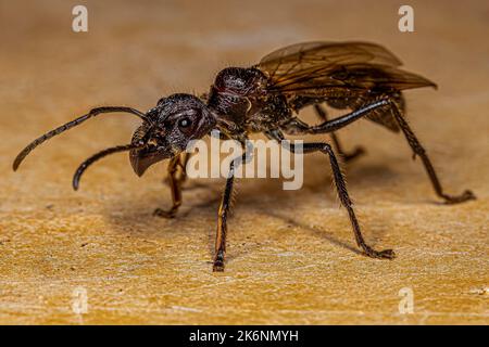 Erwachsene Kugelanse Königin der Art Paraponera clavata Stockfoto