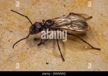 Erwachsene Kugelanse Königin der Art Paraponera clavata Stockfoto