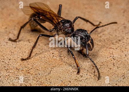 Erwachsene Kugelanse Königin der Art Paraponera clavata Stockfoto