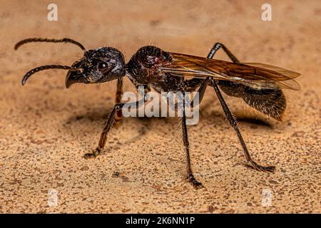 Erwachsene Kugelanse Königin der Art Paraponera clavata Stockfoto