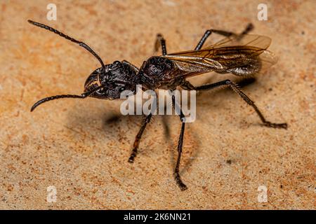 Erwachsene Kugelanse Königin der Art Paraponera clavata Stockfoto