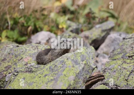 Junger alpiner Murmeltier, der auf einigen Felsen auf einer Wiese sitzt Stockfoto