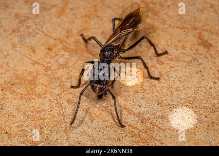 Erwachsene Kugelanse Königin der Art Paraponera clavata Stockfoto