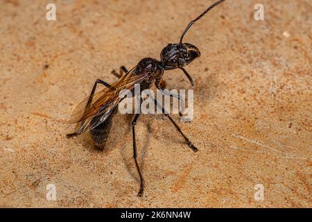 Erwachsene Kugelanse Königin der Art Paraponera clavata Stockfoto