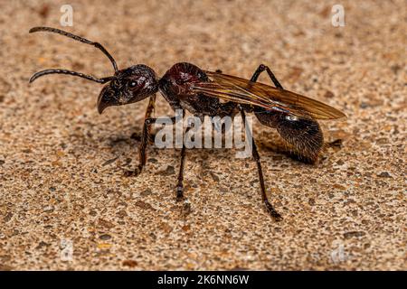 Erwachsene Kugelanse Königin der Art Paraponera clavata Stockfoto