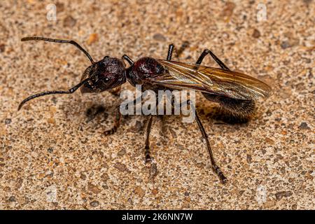 Erwachsene Kugelanse Königin der Art Paraponera clavata Stockfoto