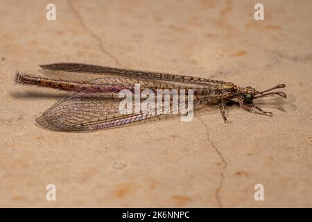 Insekt der erwachsenen Antlion der Familie Myrmeleontidae Stockfoto