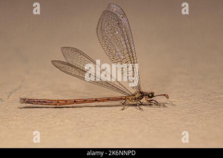 Insekt der erwachsenen Antlion der Familie Myrmeleontidae Stockfoto