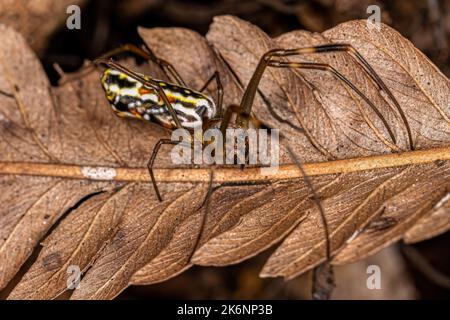 Weibliche goldene Seidenspinne der Art Trichonephila clavipes Stockfoto