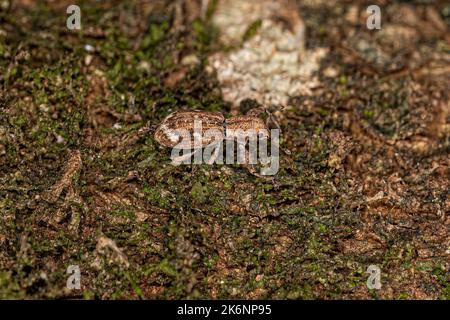 Adulter Breitnasenweevil der Unterfamilie Entiminae Stockfoto