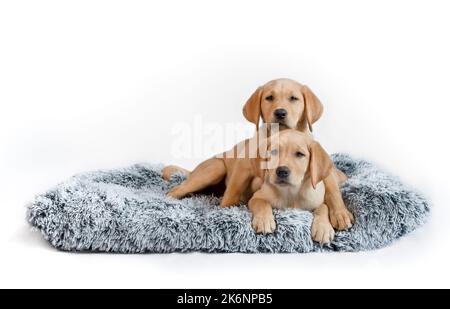 Labrador Welpen im Hundebett Stockfoto