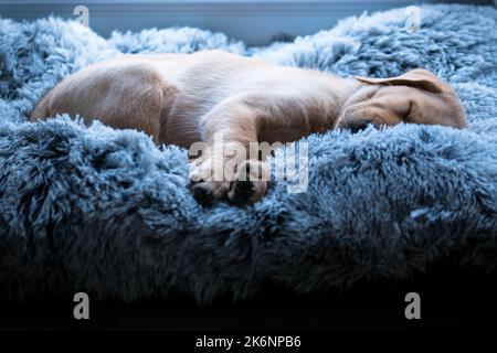 Labrador Welpe schläft im Hundebett Stockfoto