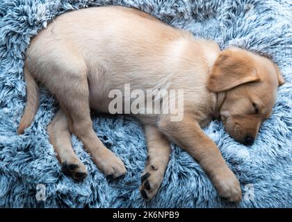 Labrador Welpe schläft im Hundebett Stockfoto