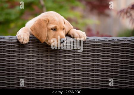 Labrador Hund / Welpe auf Rattanmöbeln Stockfoto