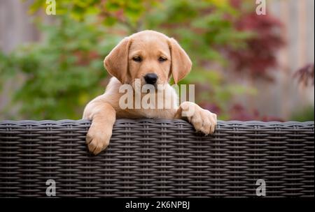 Labrador Hund / Welpe auf Rattanmöbeln Stockfoto