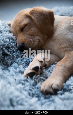 Labrador Welpe schläft im Hundebett Stockfoto