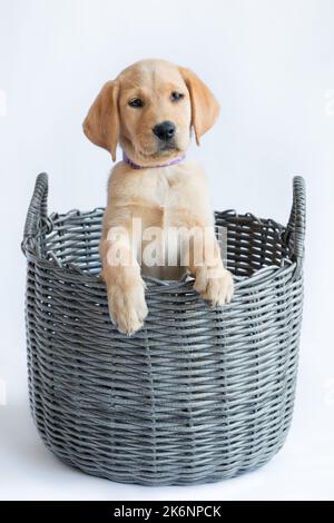 Labrador Welpen Hund's in Weidenkorb Stockfoto