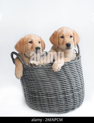 Labrador Welpen Hund's in Weidenkorb Stockfoto