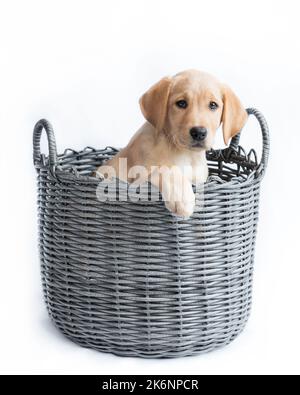 Labrador Welpen Hund's in Weidenkorb Stockfoto