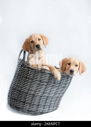 Labrador Welpen Hund's in Weidenkorb Stockfoto