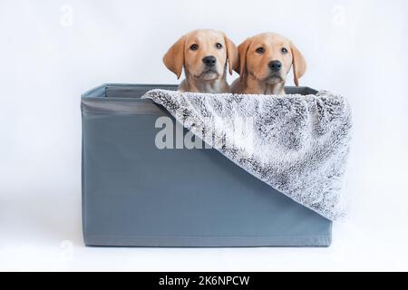 Labrador Welpen Hund's in Container mit Wurf Stockfoto