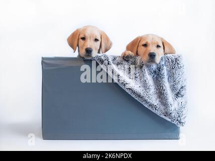 Labrador Welpen Hund's in Container mit Wurf Stockfoto