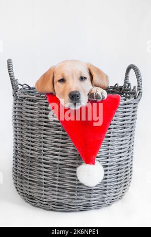 Jekllow / Roter Labrador Welpenhund in grauem Korb mit Weihnachtshut Stockfoto