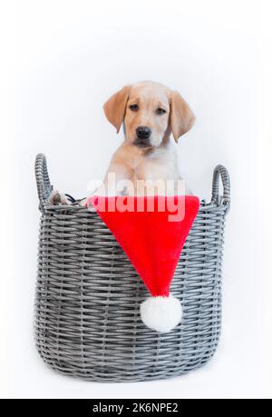 Jekllow / Roter Labrador Welpenhund in grauem Korb mit Weihnachtshut Stockfoto