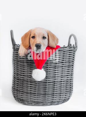 Jekllow / Roter Labrador Welpenhund in grauem Korb mit Weihnachtshut Stockfoto