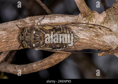 Erwachsener Riesenkicada der Art Quesada gigas Stockfoto