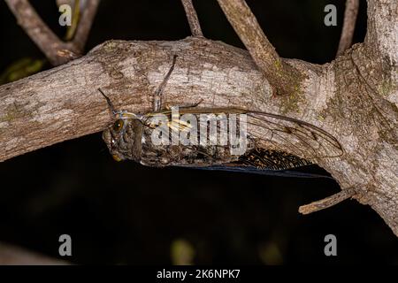 Erwachsener Riesenkicada der Art Quesada gigas Stockfoto