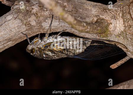 Erwachsener Riesenkicada der Art Quesada gigas Stockfoto