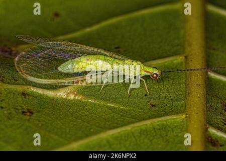 Erwachsener typischer grüner Laceau der Gattung Ceraeochrysa Stockfoto