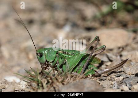 Weibliche Warzenbiter Buschkricket sitzt auf dem Boden Stockfoto