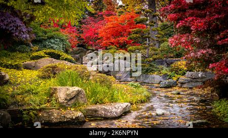 Japanische Gartenarchitektur mit farbenfrohen Herbstblättern und einem kleinen idyllischen Bach mit geformten Felsen im botanischen Garten Planten un Blomen. Stockfoto