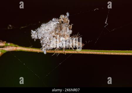 Grüne Lacewing-Larve der Familie Chrysopadae Stockfoto