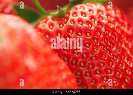 Makro der Erdbeere. Geringe Schärfentiefe. Stockfoto