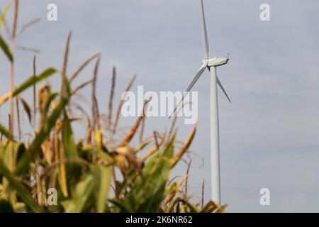 Hinter einer Maisernte in einem ländlichen Gebiet ist an einem bewölkten Tag eine Windturbine im Fokus zu sehen. Stockfoto