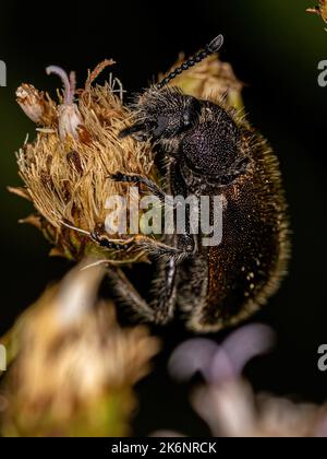 Ausgewachsener langgelenkiger Käfer der Art Lagria villosa Stockfoto