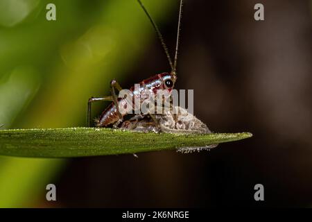 Kleine gemeine Wiese Katydid Nymphe der Tribe Conocephalini Stockfoto