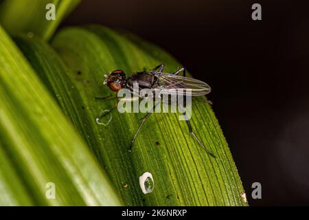 Erwachsene schwarze Schnitzelfliege der Familie Sepsidae Stockfoto